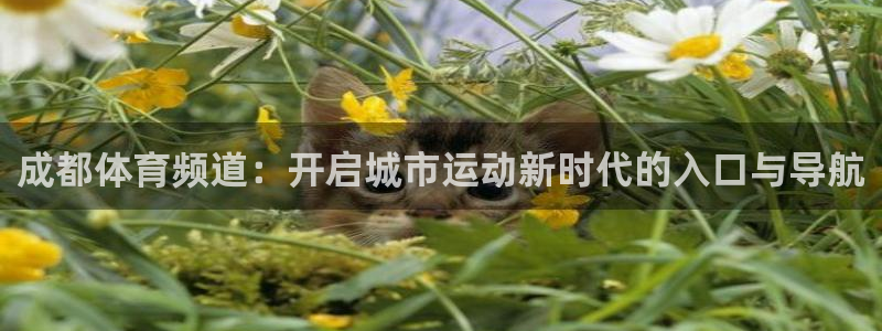 黑白直播nba
